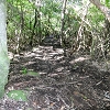 Plants: image 137 Of 208 Thumb